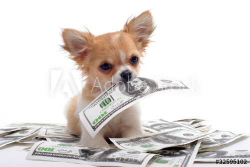 Taking care of dogs will help you make money!