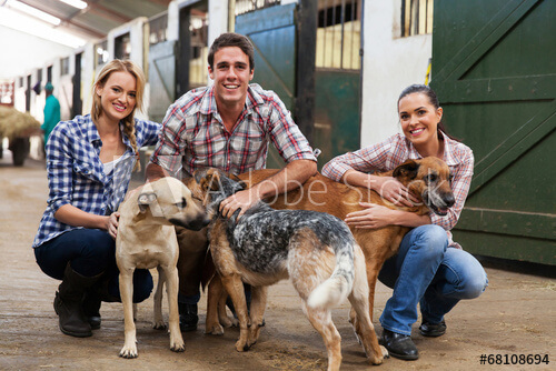 Appreciate loyalty both of the dogs and the dogs' owners.