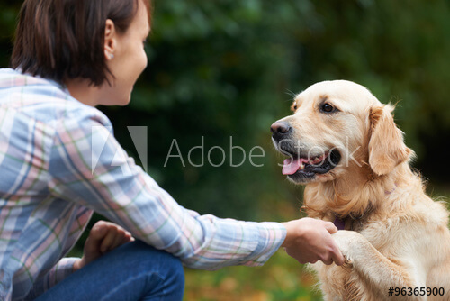 Loving dogs is the #1 skill for the dog care business!