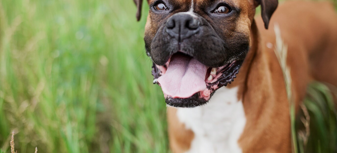 Naturally, dogs love parks and wandering outside, sniffing and exploring.