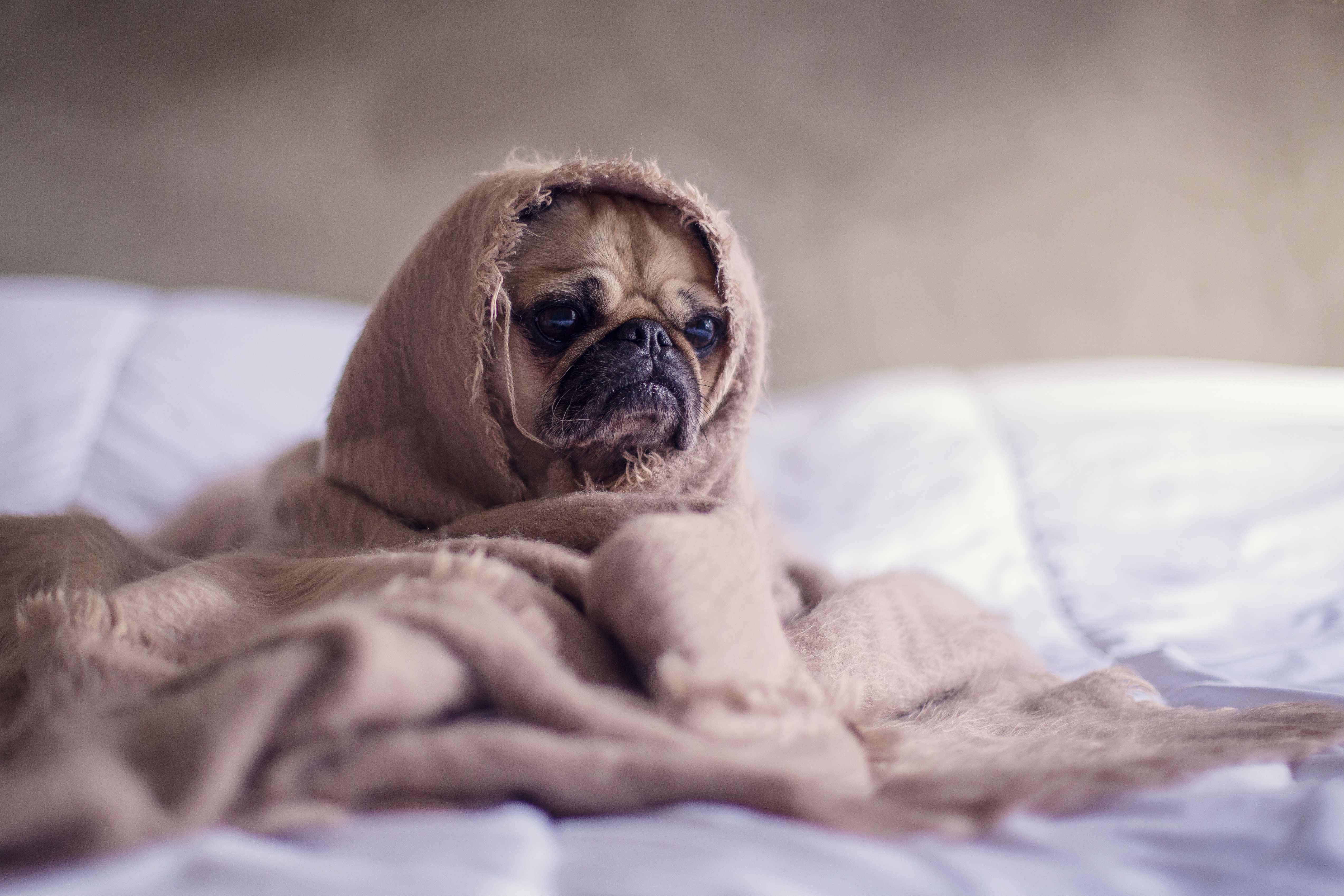 Some dogs like being bathed, others - not...