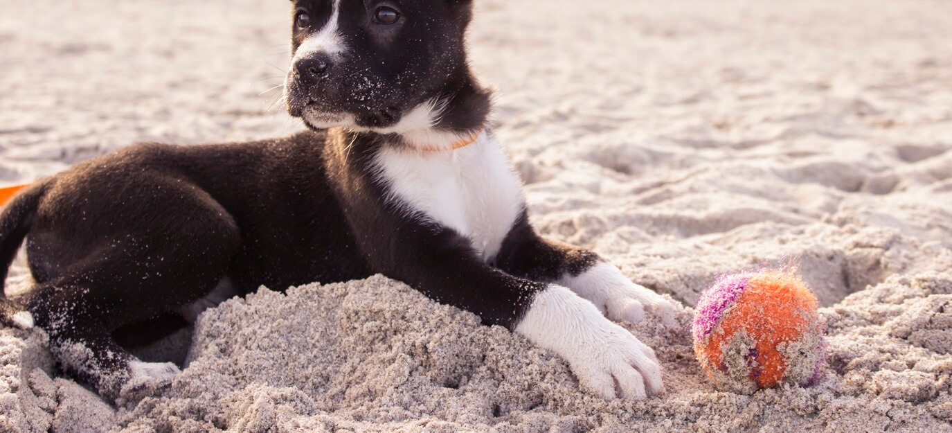 The more you know about the dog and its habits, the easier your job would be!