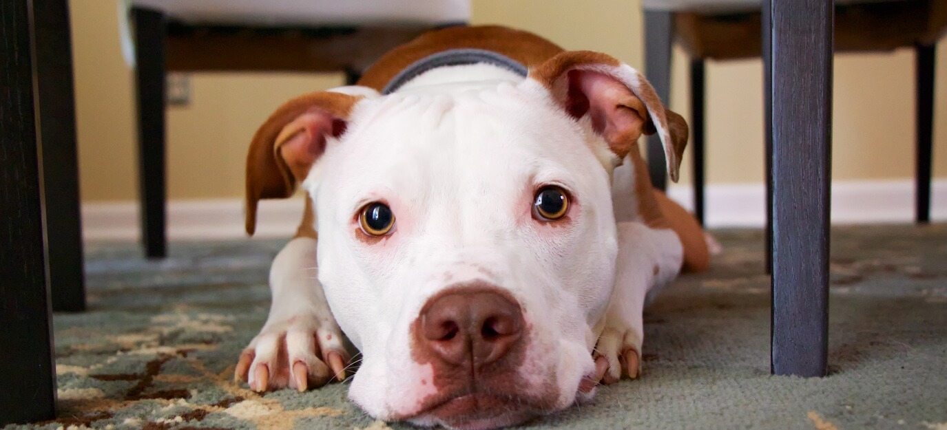 And sometimes dog look innocent just before they chew something useful!