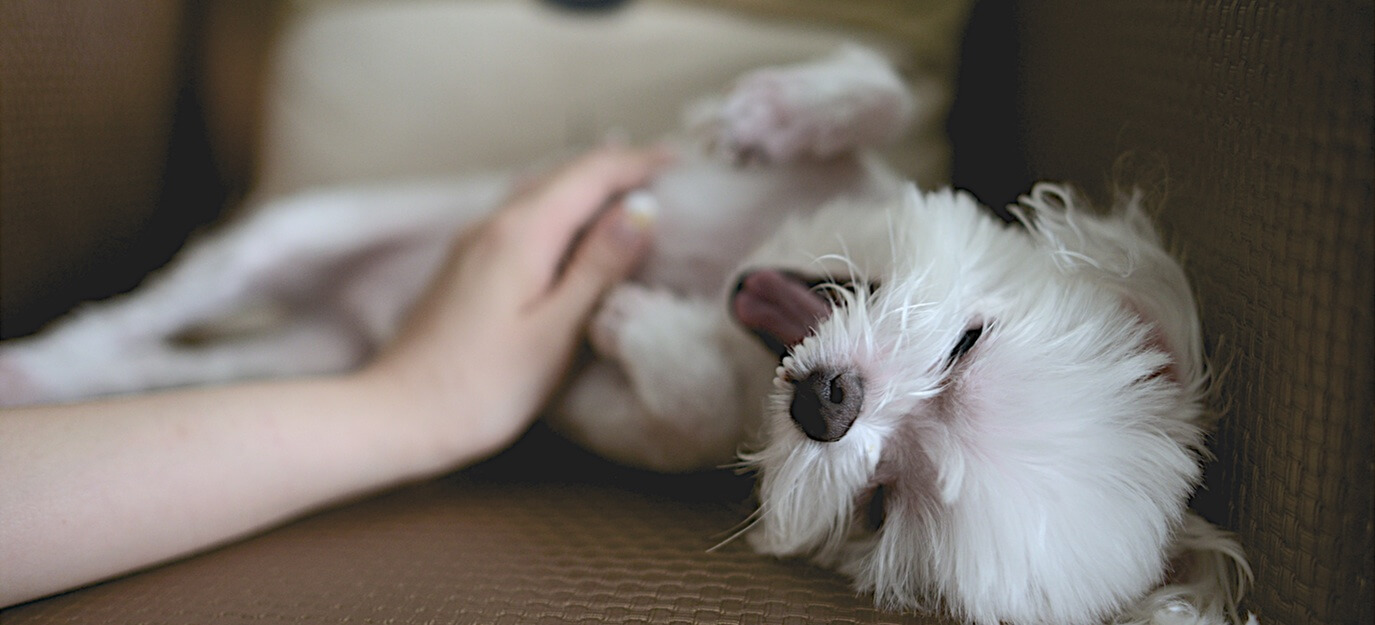 Dog care business - dog happy