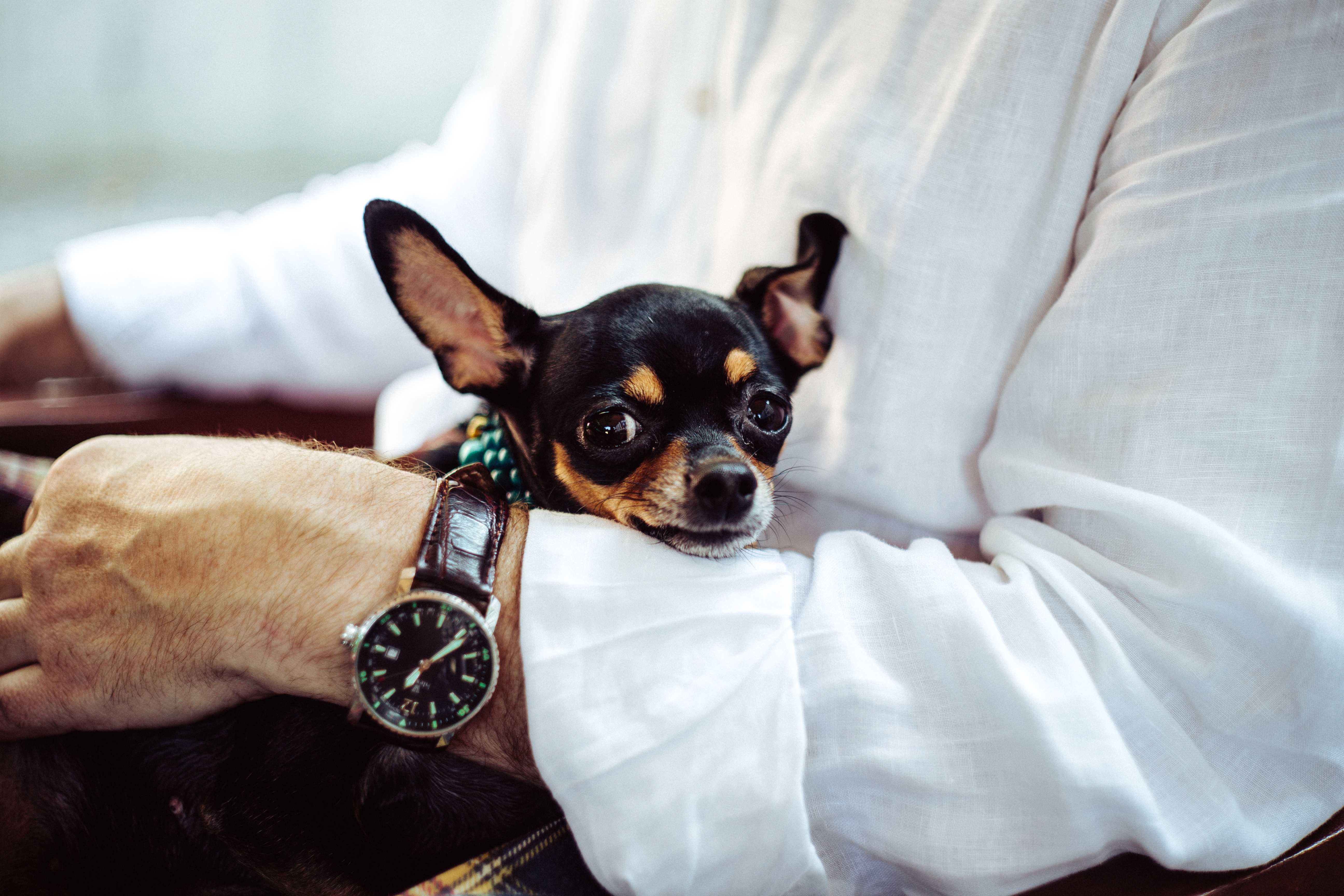 Sometimes your customers wish they could spend all their time with their dogs...