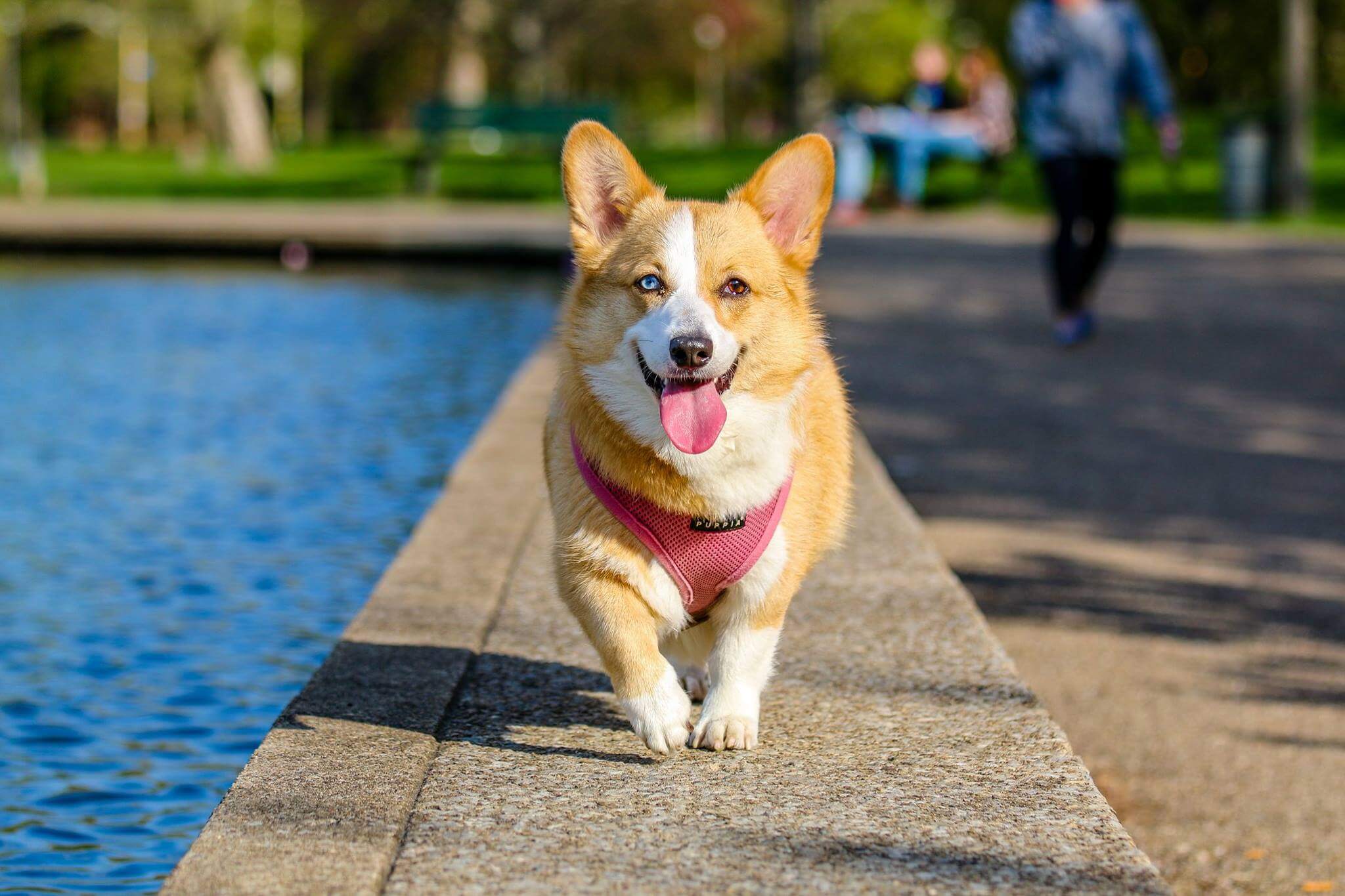 Dog care business - dog next to water
