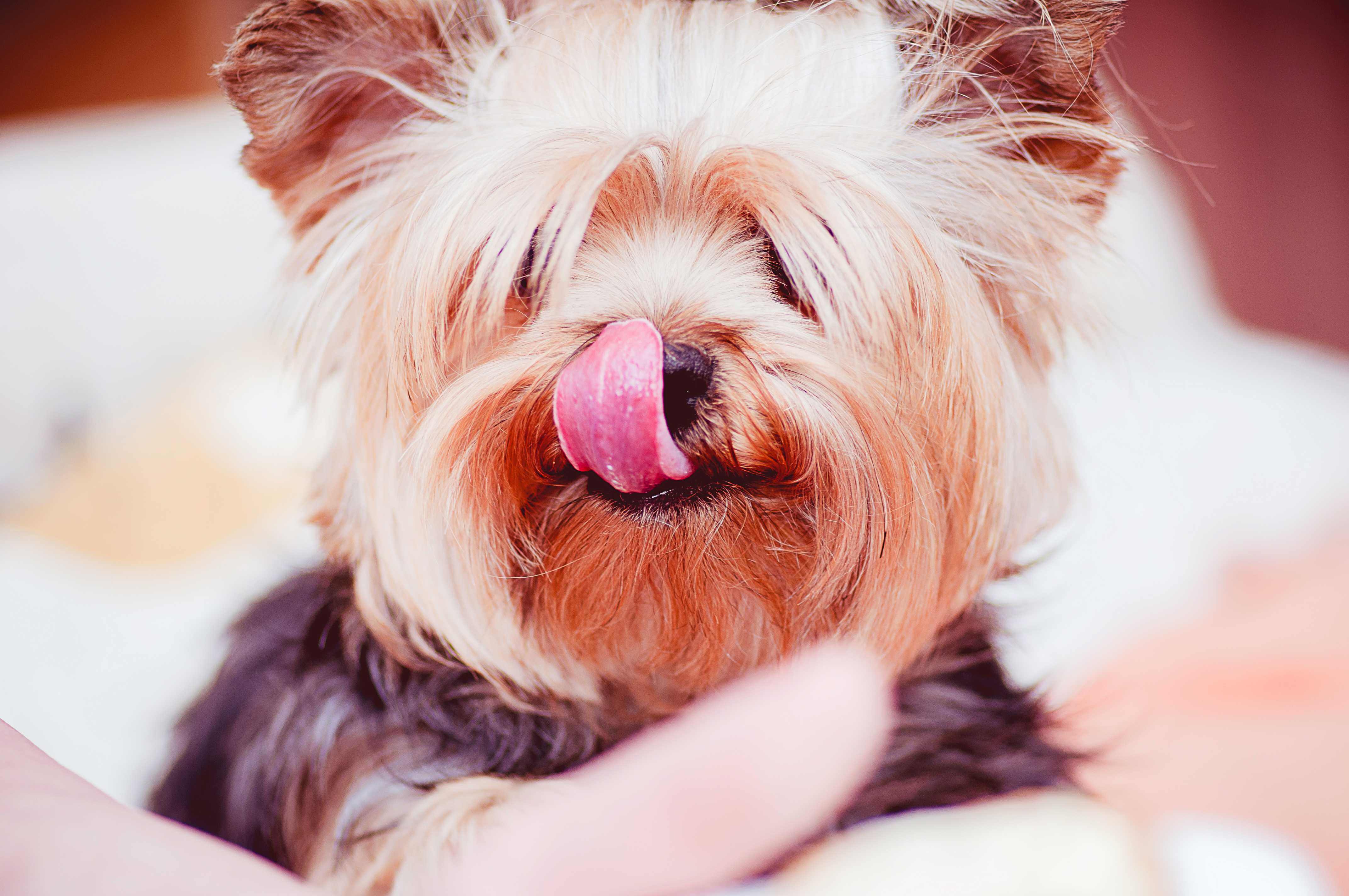 Enjoying the life with your dog while running a business - why not?