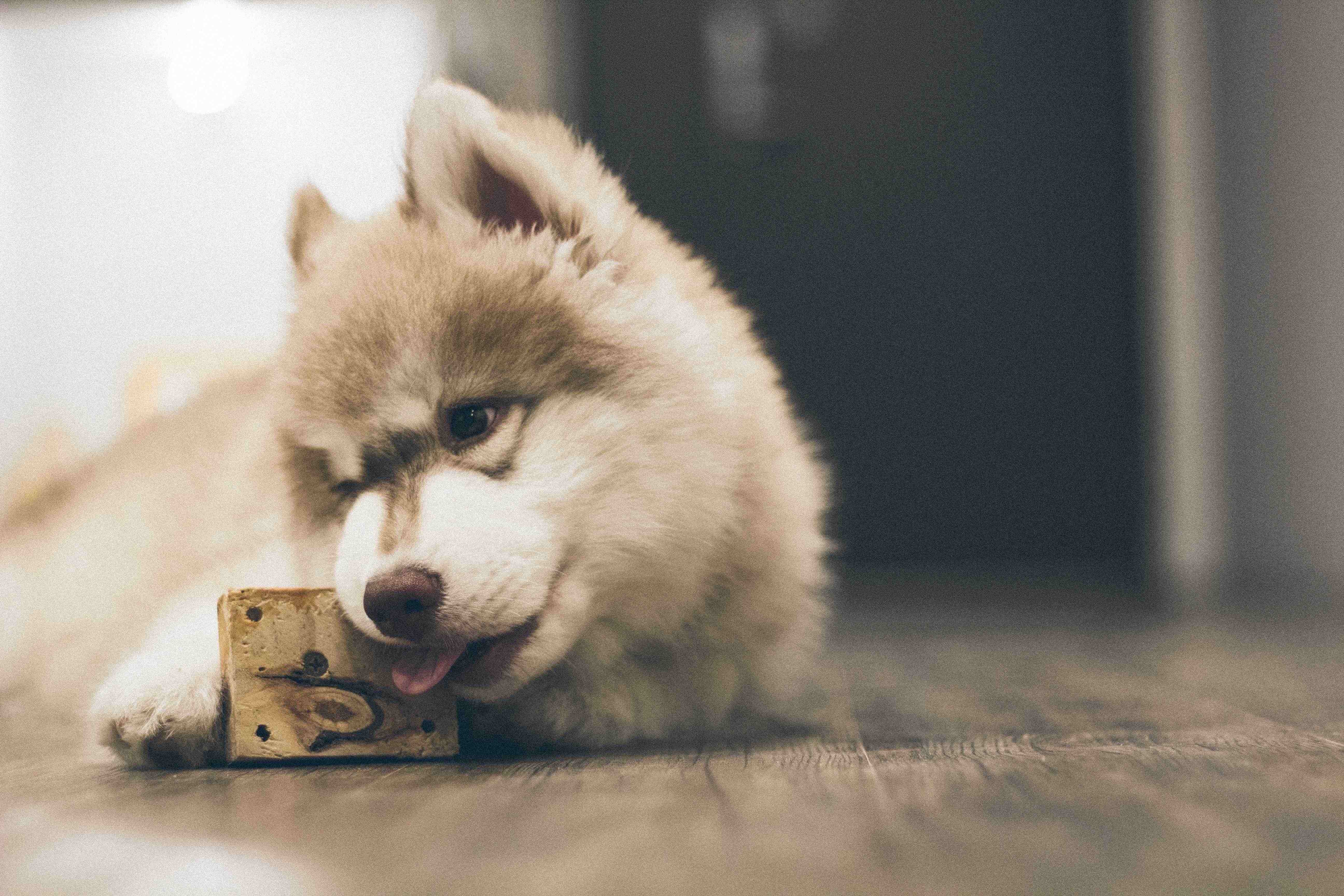If you love dogs, you'll be able to start dog caring business, if you are persistent!