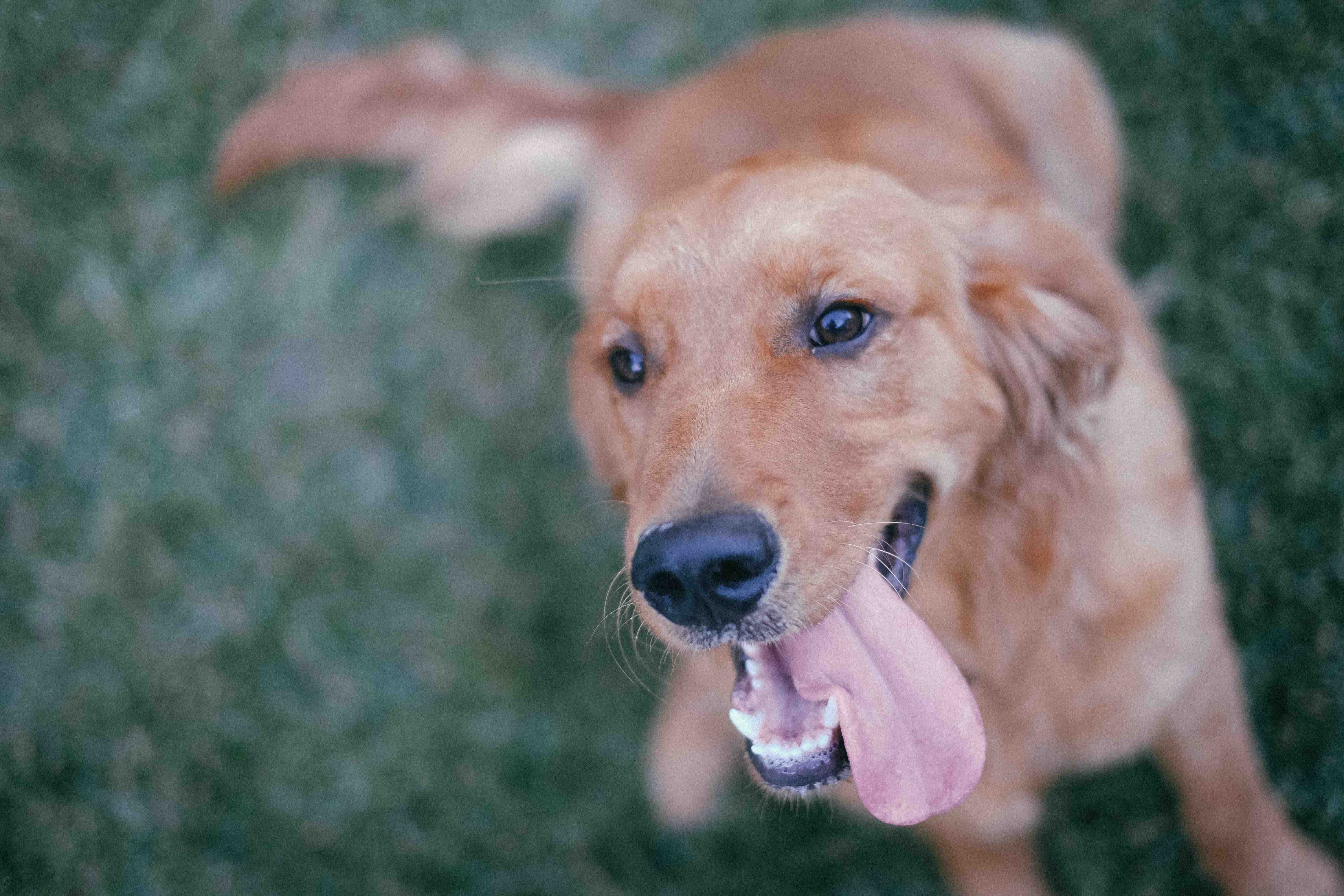 Safety of the dog with you is always one of the key issues of the business.