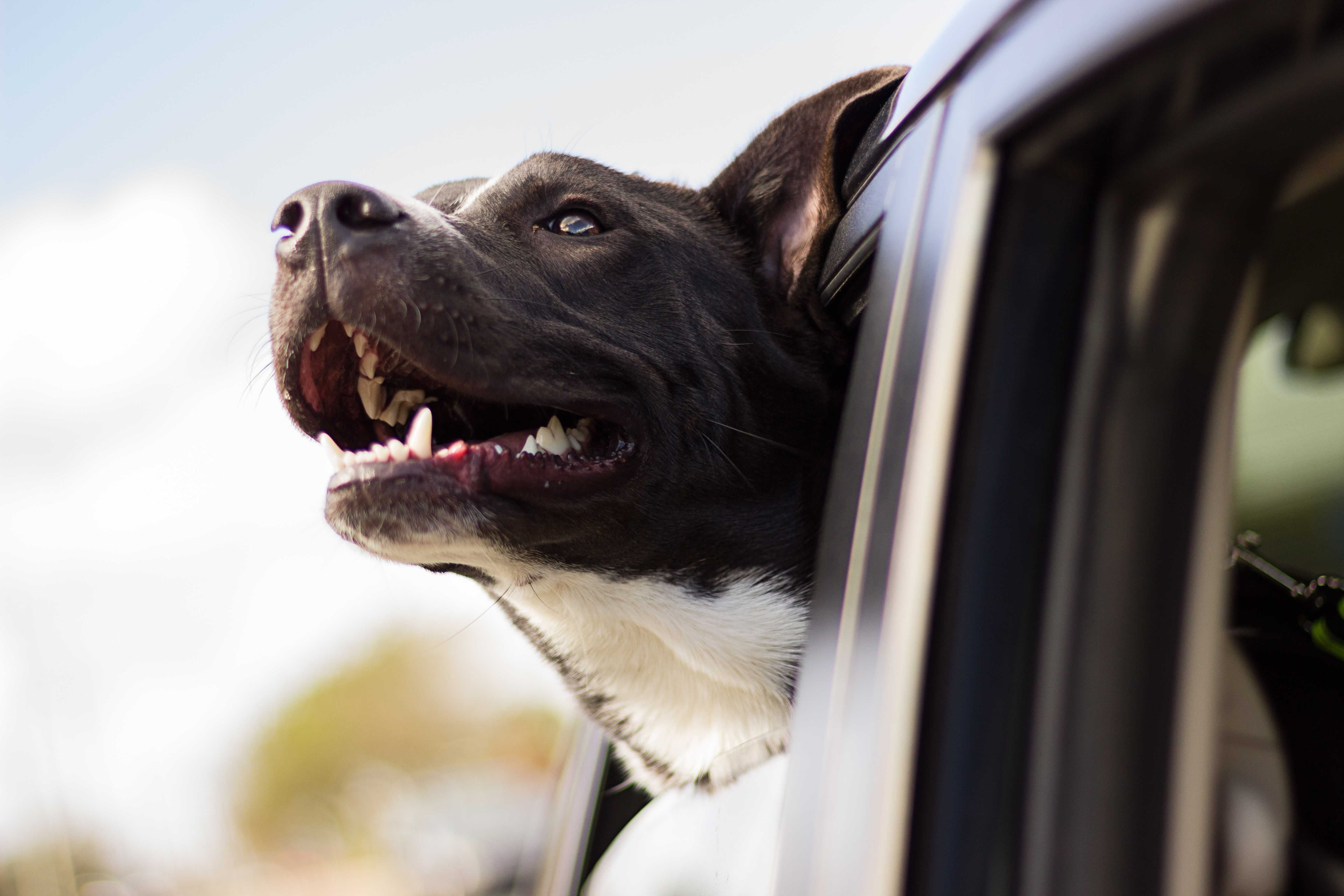Dog is happy only when it has a lot of new things to discover!