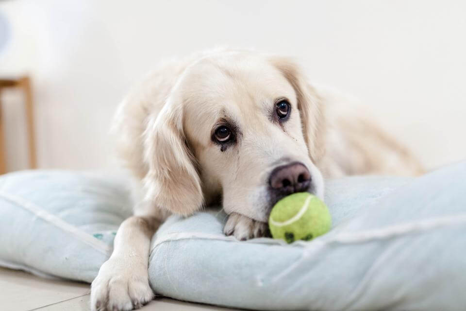 If you don't play with the dog - it will be waiting for you.