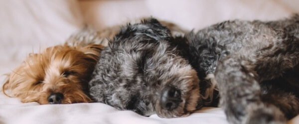 Dog care business - sleeping dogs