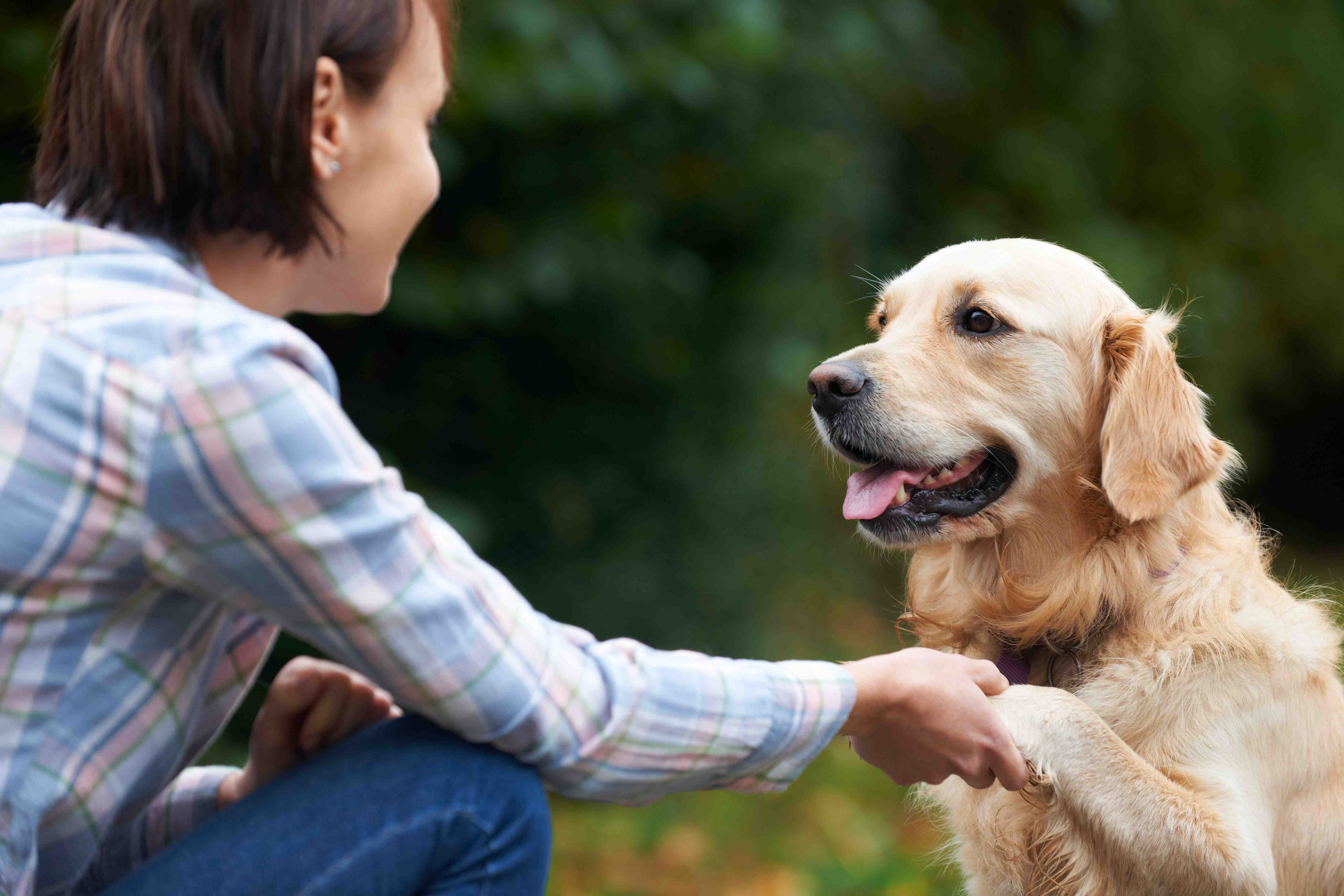 Loving dogs is the #1 skill for the dog care business!