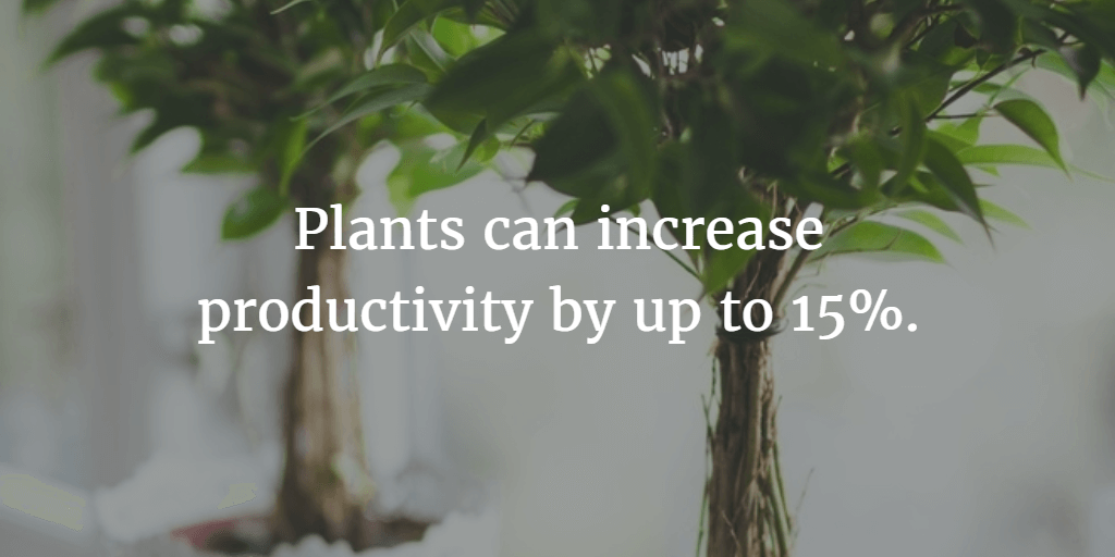 Plants can help increase productivity