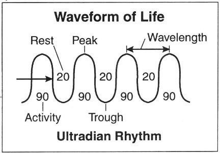 You should respect your employee's biological ultradian rhythms and not push them too hard