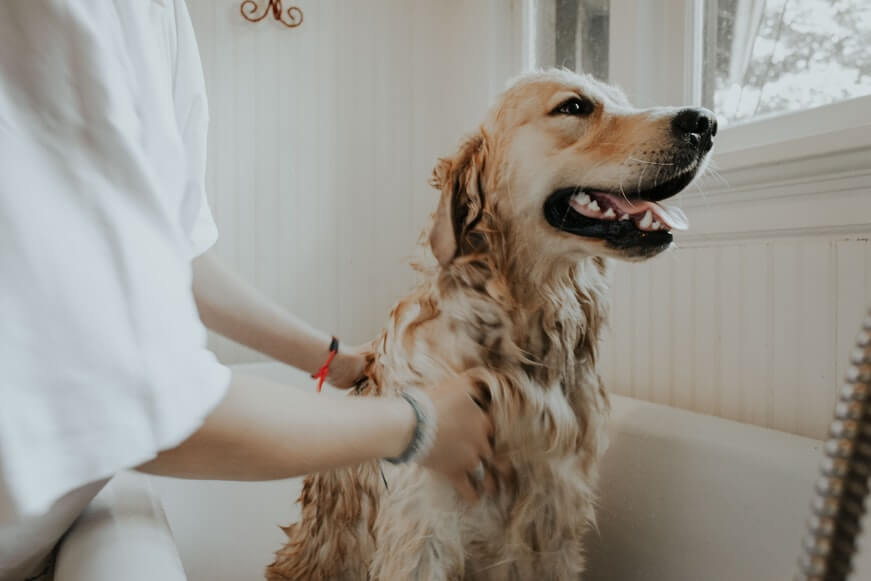 Pet groomer